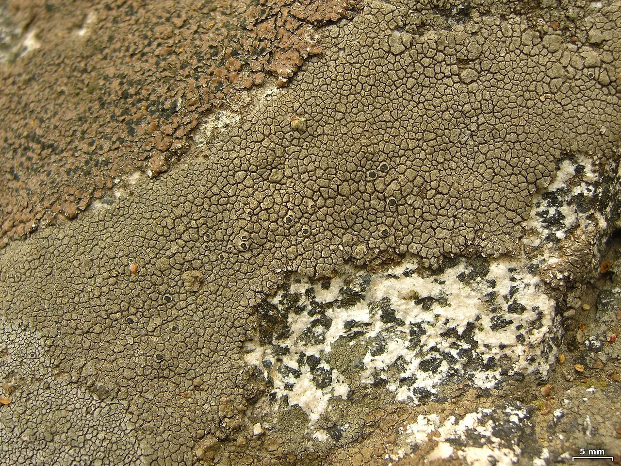 Aspicilia phaea (Aspicilia phaea) — photo mycologique