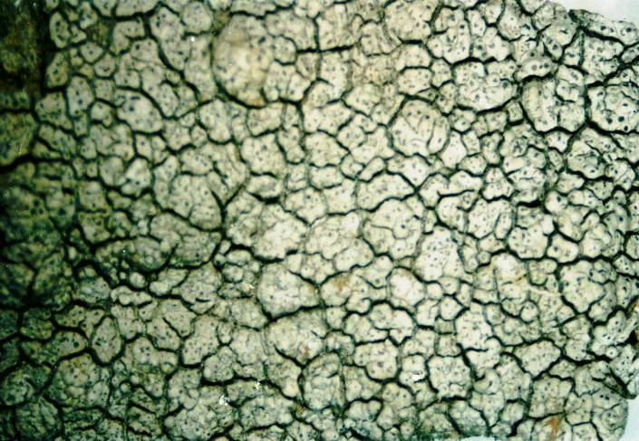 Aspicilia spicata (Aspicilia spicata) — photo mycologique