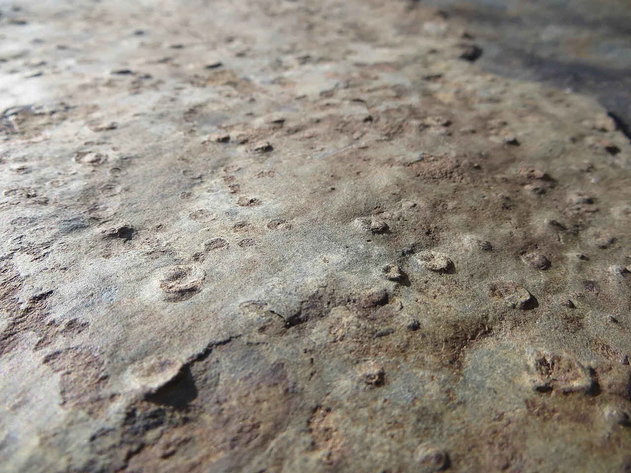 Aspidella solitaria (Aspidella solitaria) — photo mycologique