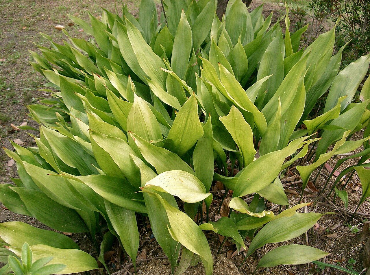 Aspidistra (Aspidistra) — photo botanique