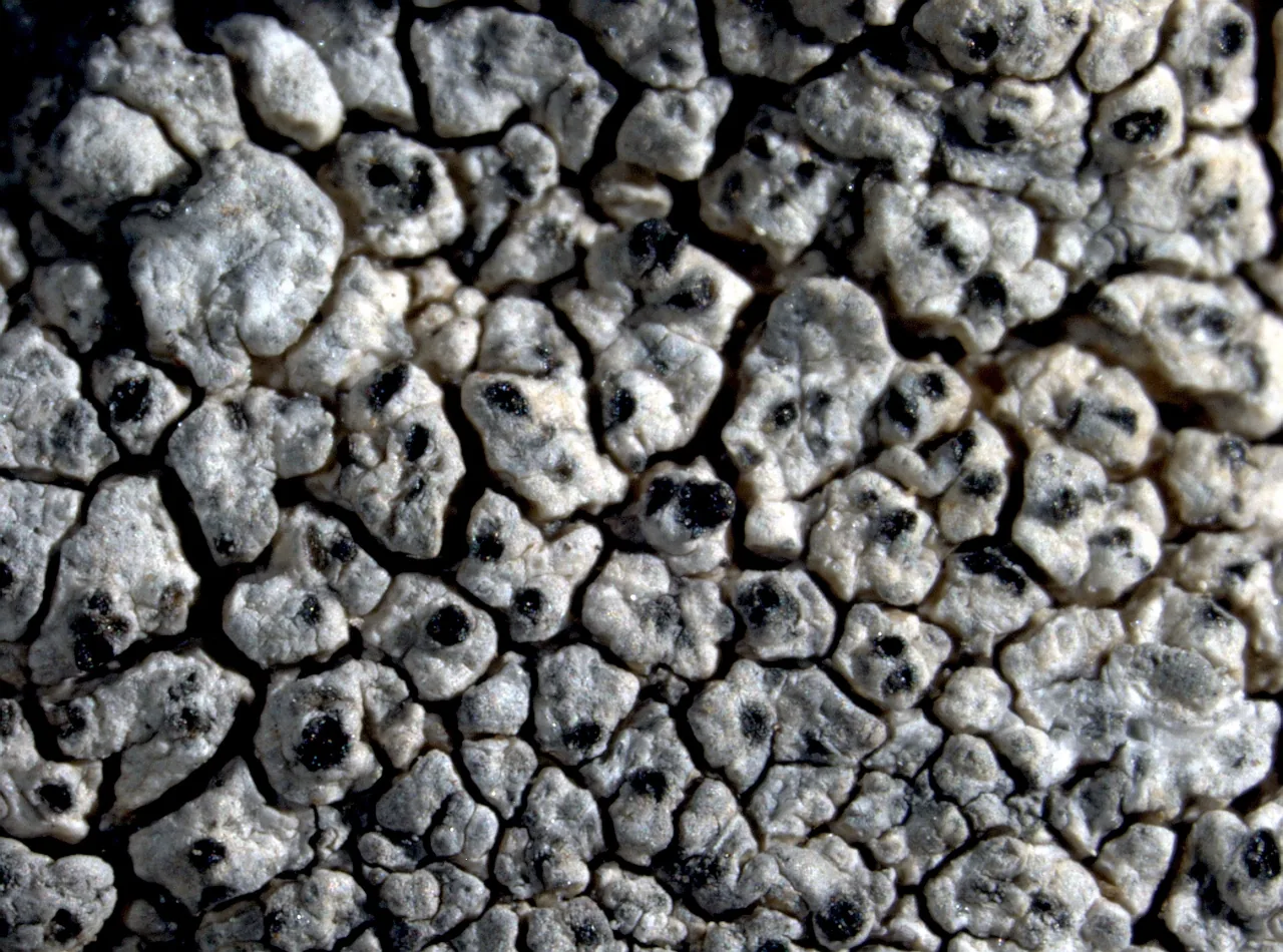 Aspilidea myrinii (Aspilidea myrinii) — photo mycologique