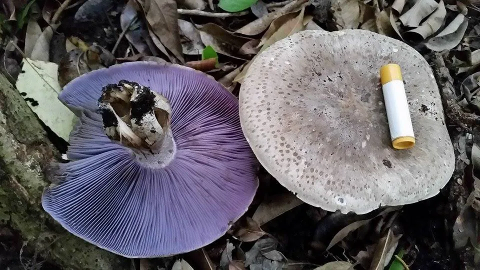 Asproinocybe russuloides (Asproinocybe russuloides) — photo mycologique