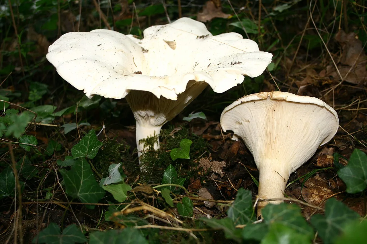 Aspropaxillus lepistoides (Aspropaxillus lepistoides) — photo mycologique