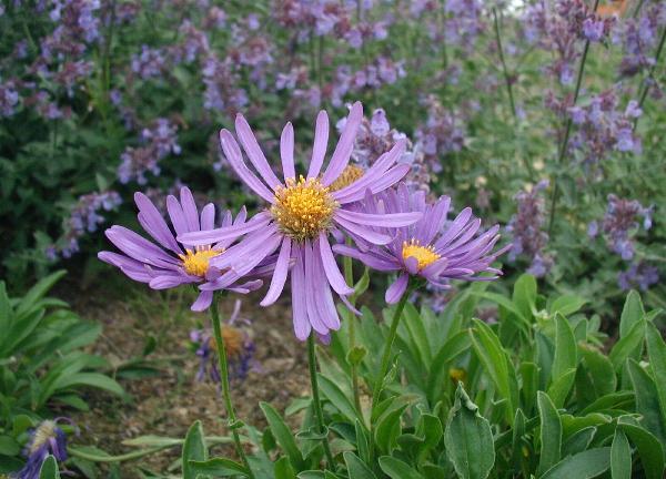 Aster (Aster) — photo botanique