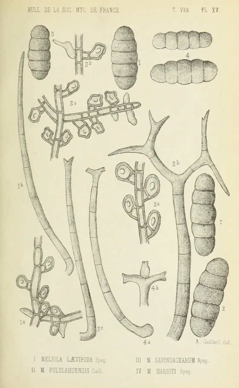Asteridiella pittieri (Asteridiella pittieri) — photo mycologique