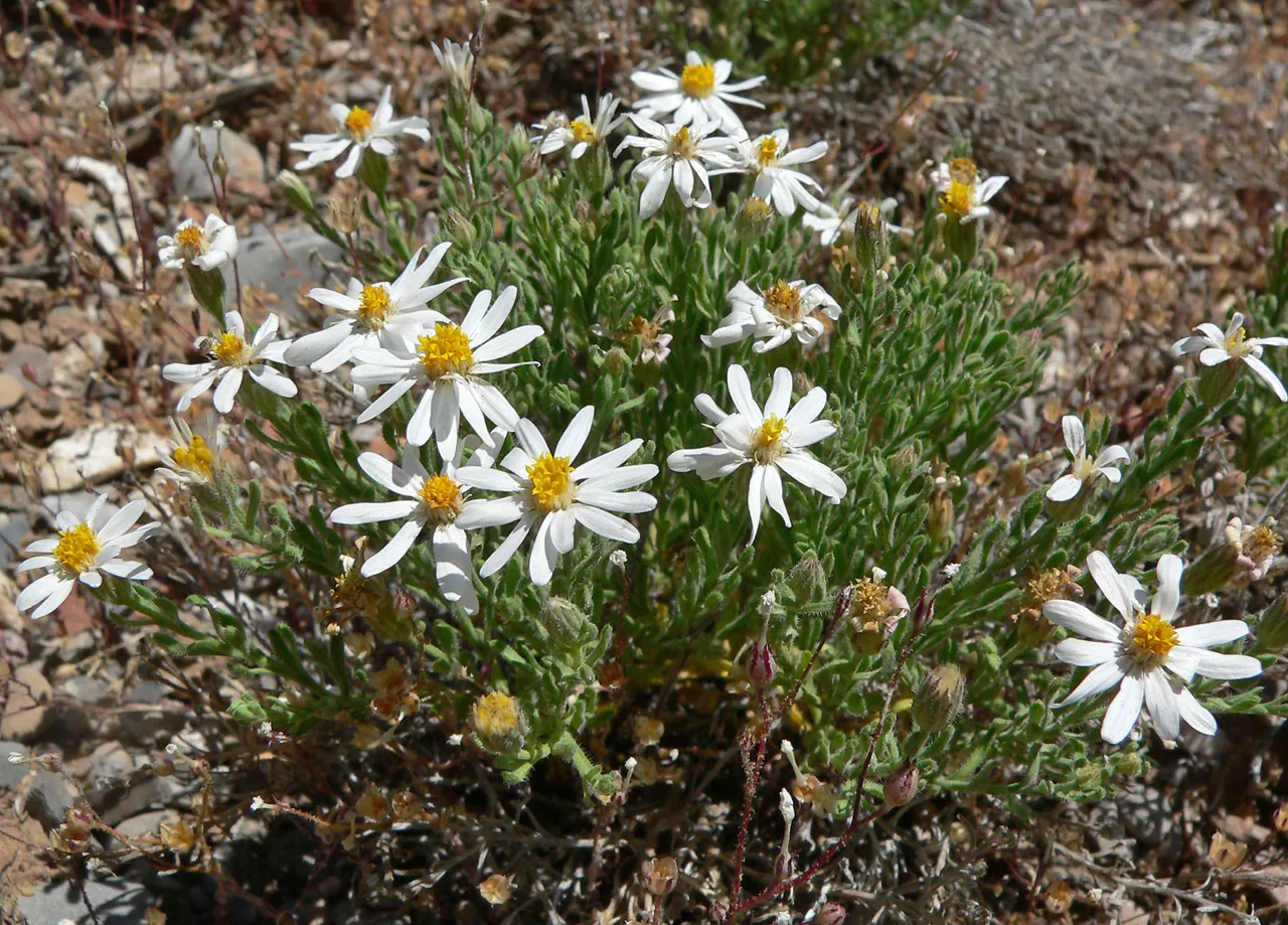 Asteridium illicii (Asteridium illicii) — photo mycologique