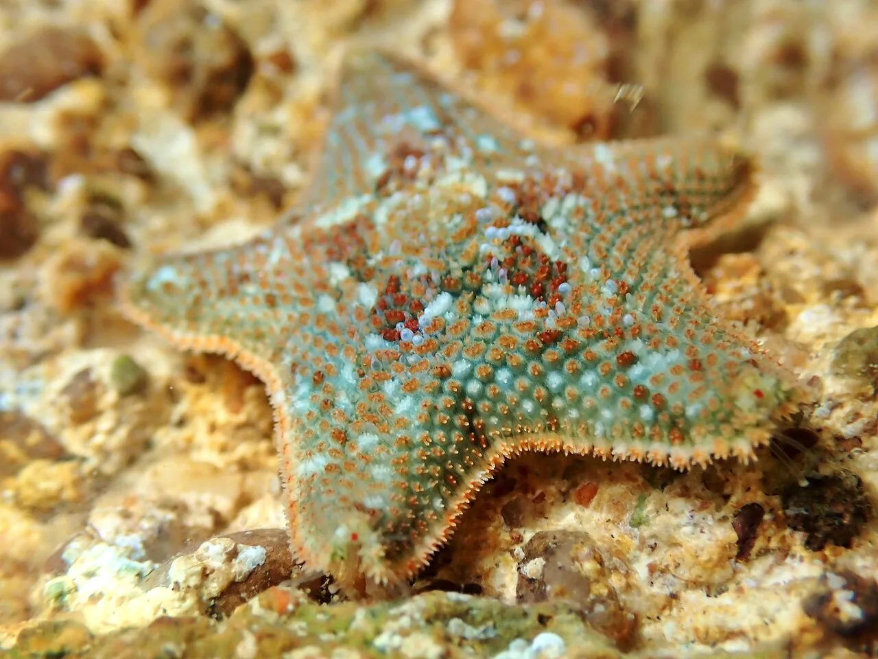 Asterina scruposa (Asterina scruposa) — photo mycologique