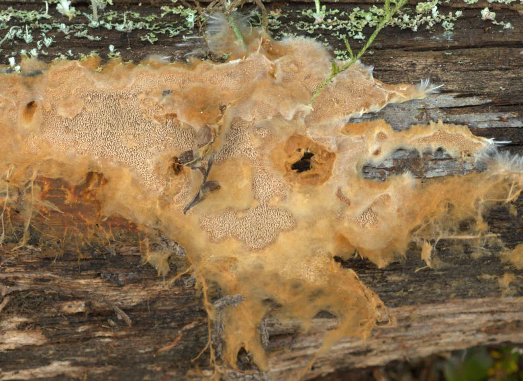 Asterodon ferruginosus (Asterodon ferruginosus) — photo mycologique