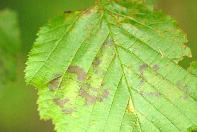 Asteroma trillii (Asteroma trillii) — photo mycologique