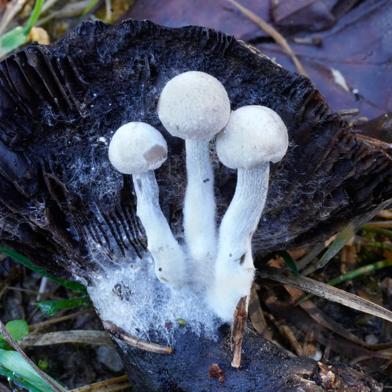 Asterophora parasitica (Asterophora parasitica) — photo mycologique