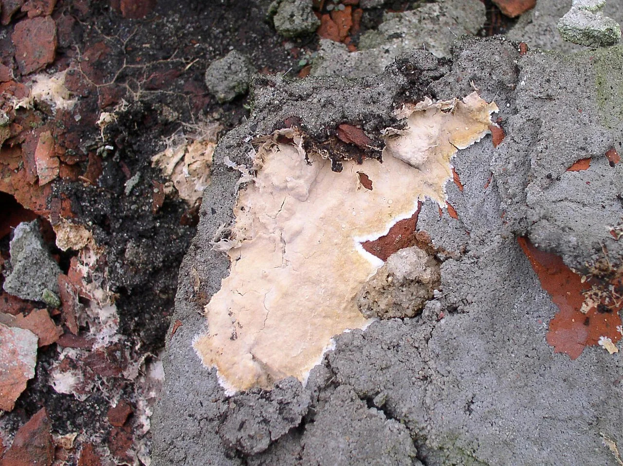 Asterostroma bruchii (Asterostroma bruchii) — photo mycologique