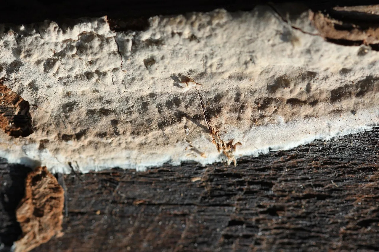 Asterostroma cervicolor (Asterostroma cervicolor) — photo mycologique