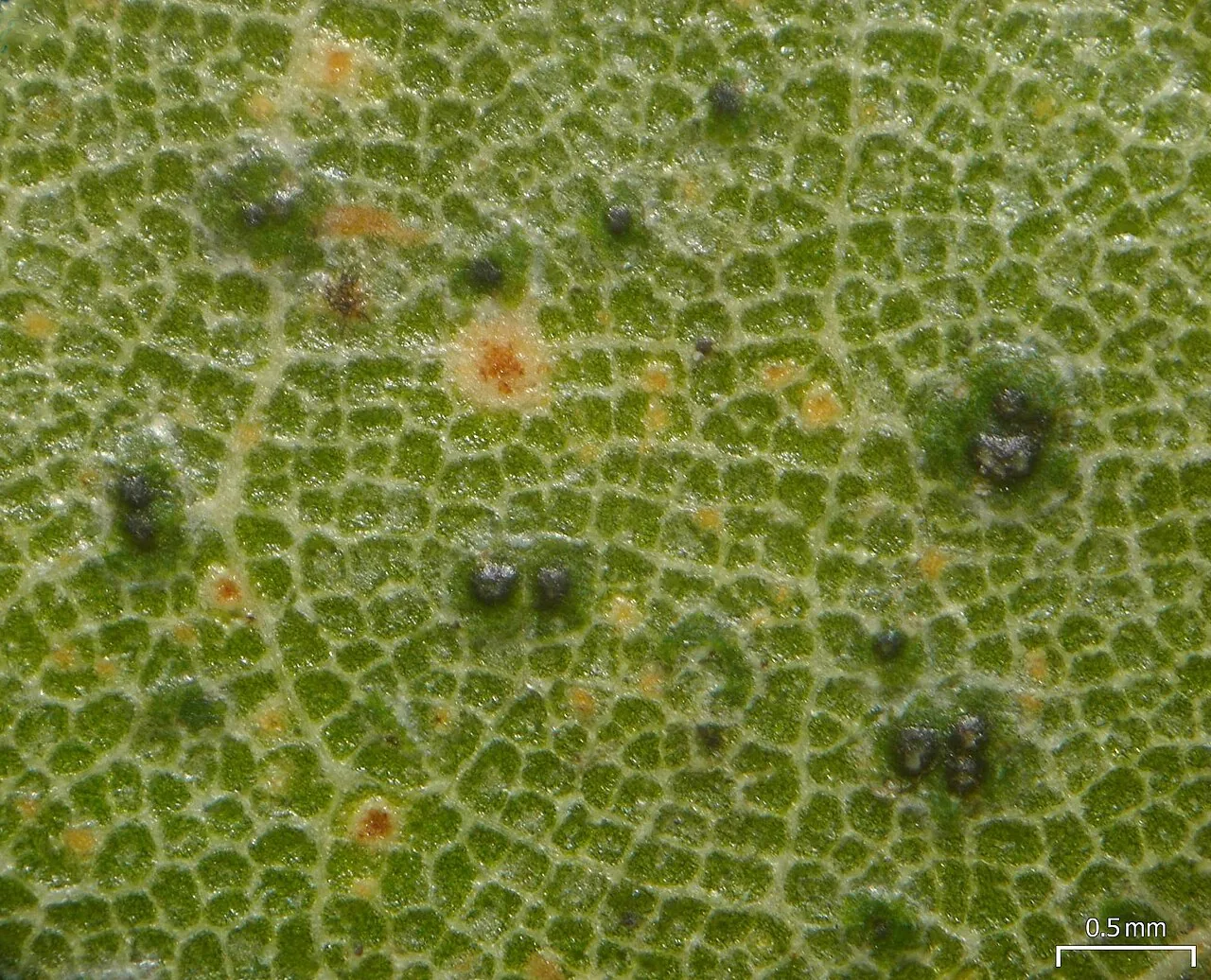 Asterothyrium pittieri (Asterothyrium pittieri) — photo mycologique