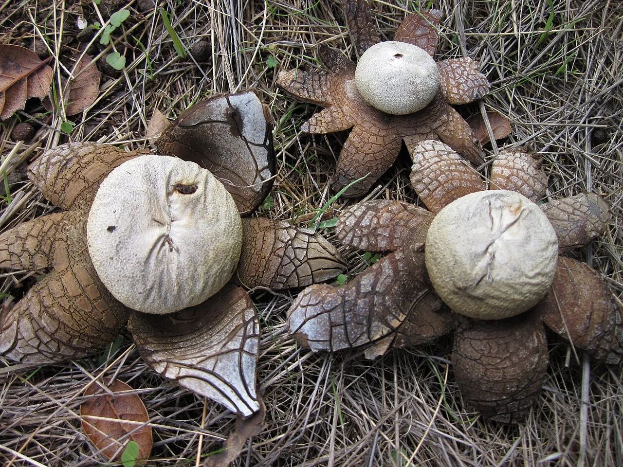 Astraeus hygrometricus (Astraeus hygrometricus) — photo mycologique