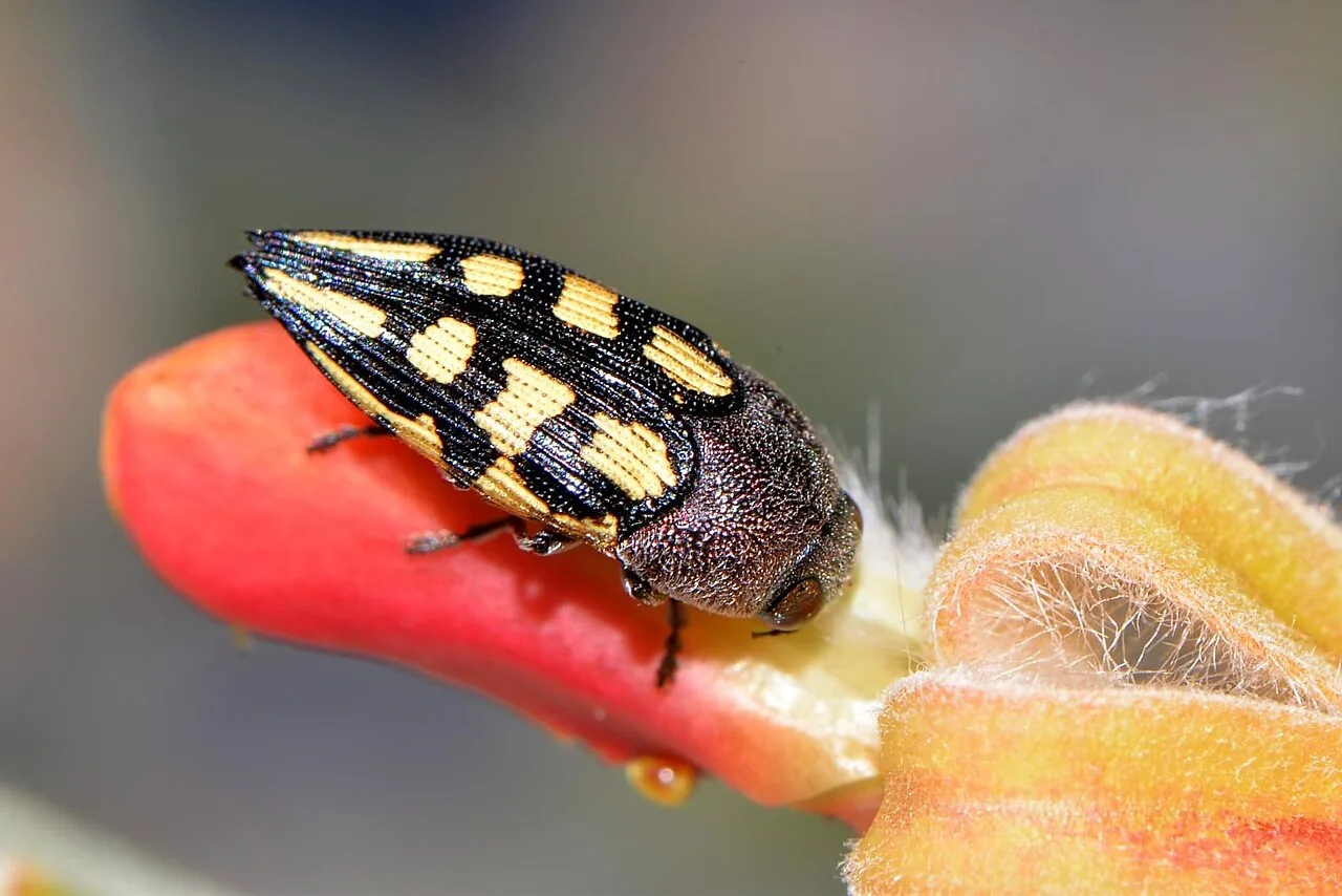 Astraeus odoratus (Astraeus odoratus) — photo mycologique