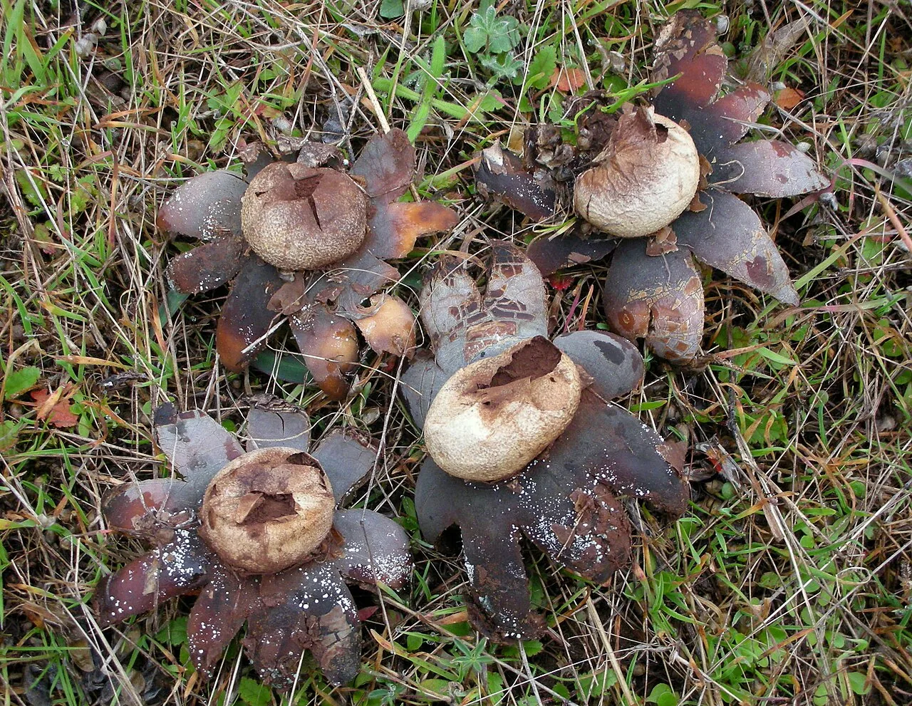 Astraeus pteridis (Astraeus pteridis) — photo mycologique