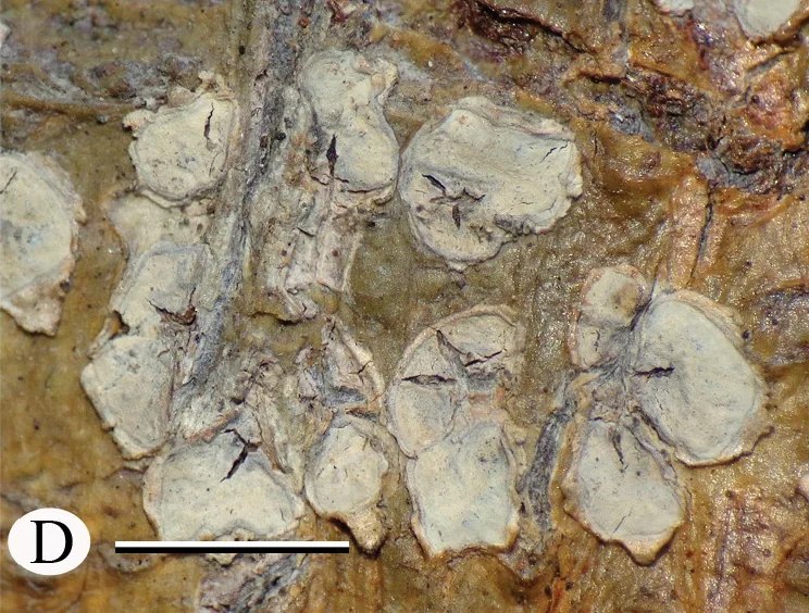 Astrochapsa sipmanii (Astrochapsa sipmanii) — photo mycologique