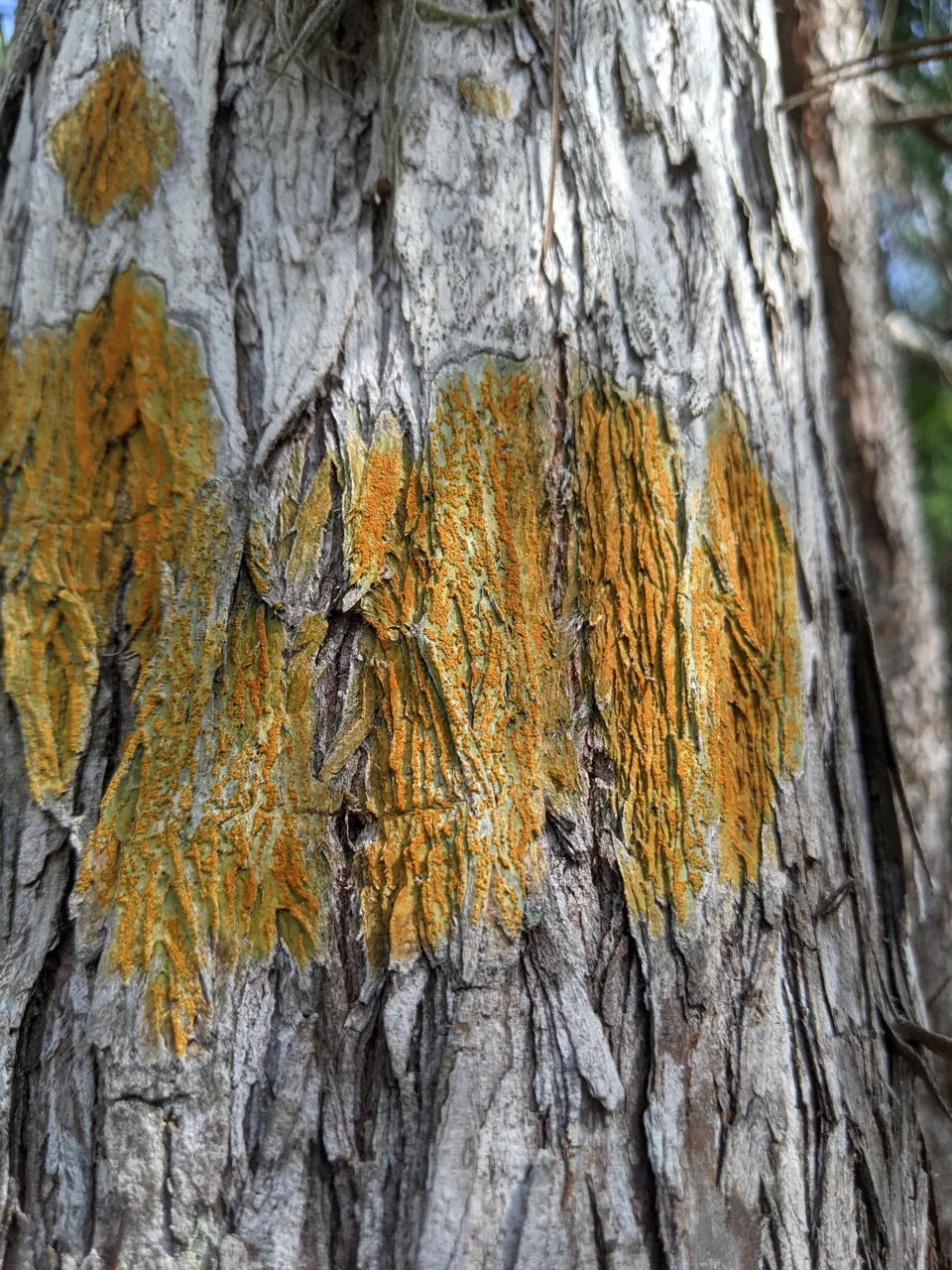 Astrothelium pseudomegalophthalmum (Astrothelium pseudomegalophthalmum) — photo mycologique