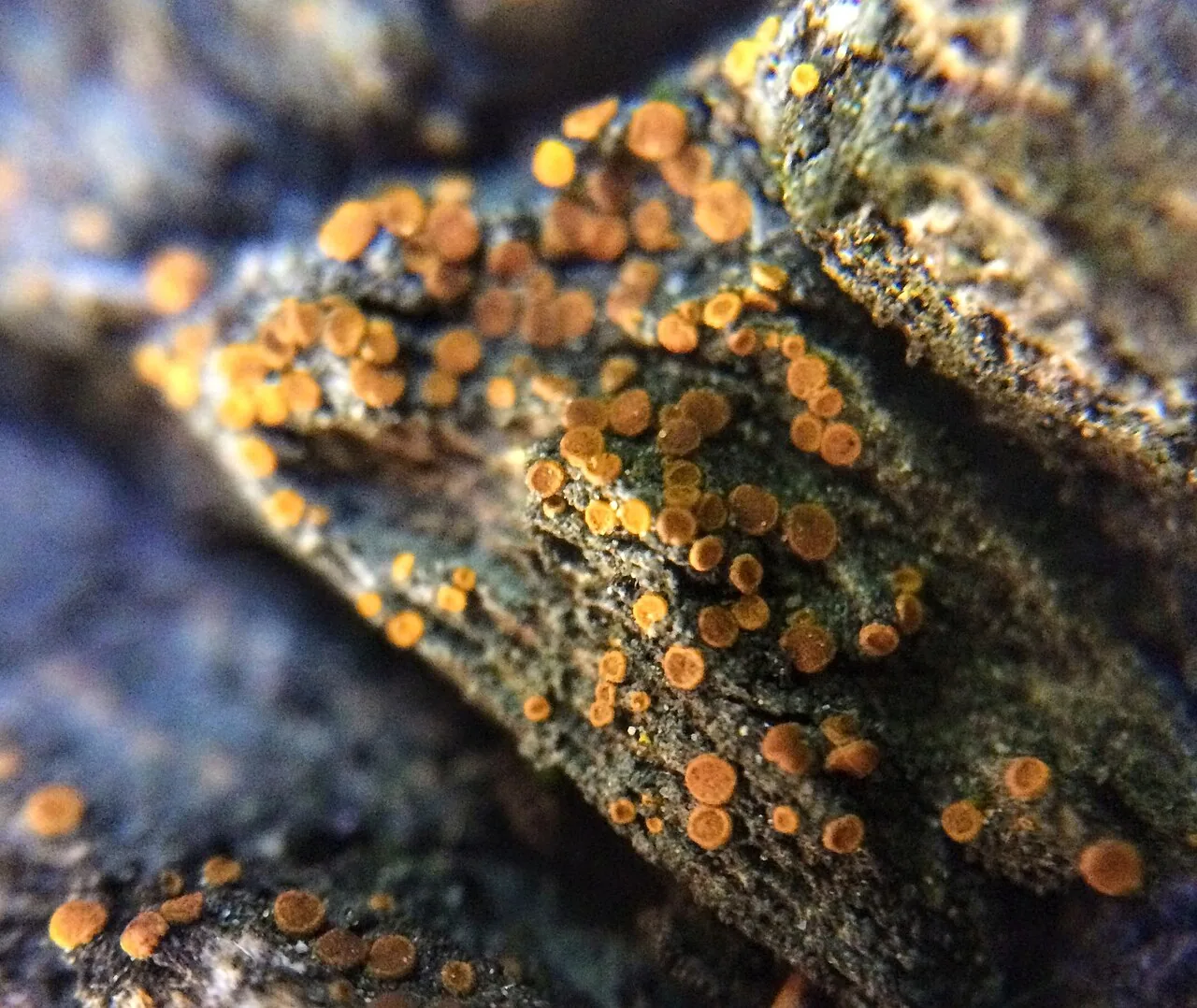 Athallia holocarpa (Athallia holocarpa) — photo mycologique