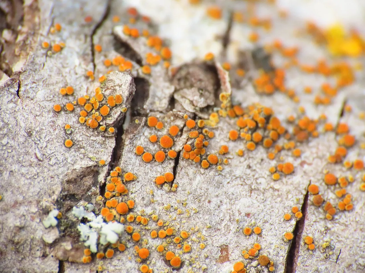 Athallia pyracea (Athallia pyracea) — photo mycologique