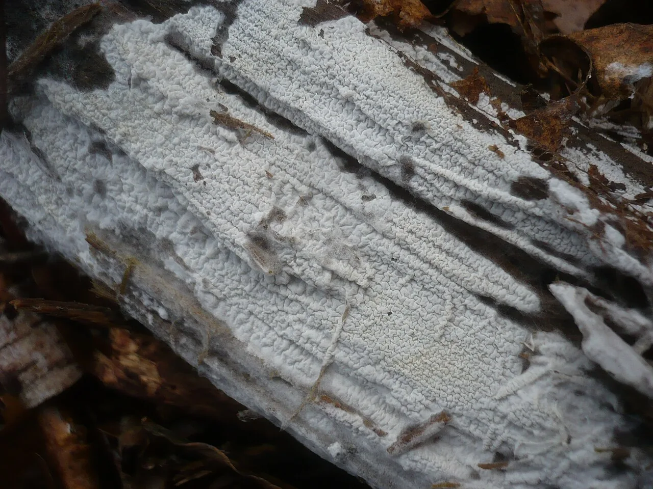 Athelia acrospora (Athelia acrospora) — photo mycologique