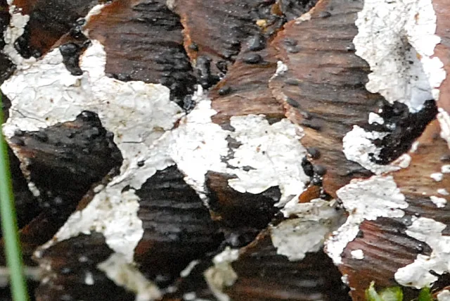 Athelia bombacina (Athelia bombacina) — photo mycologique