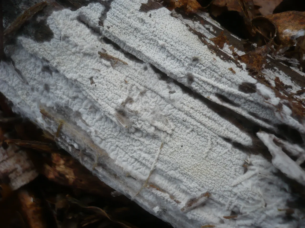 Athelia fibulata (Athelia fibulata) — photo mycologique