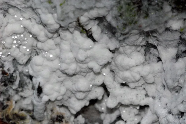 Athelia psychrophila (Athelia psychrophila) — photo mycologique