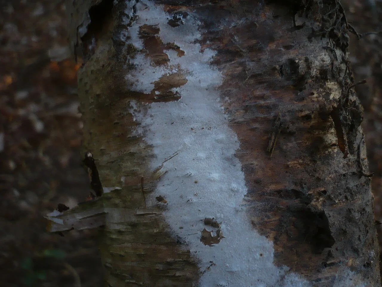 Athelia salicum (Athelia salicum) — photo mycologique
