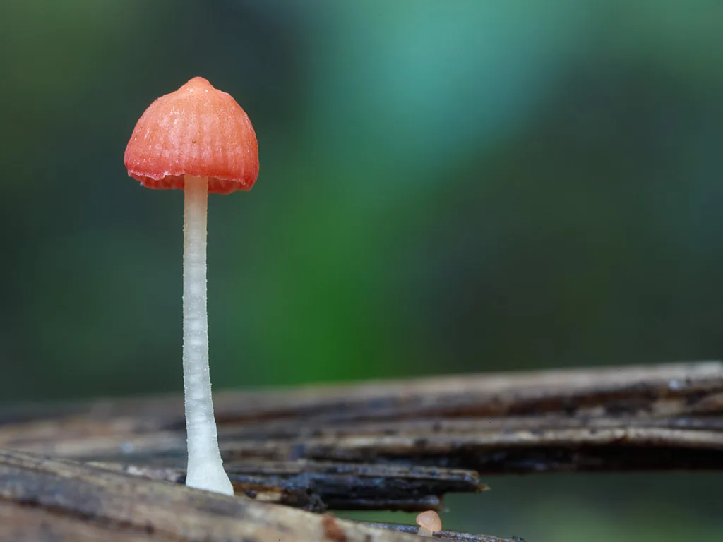 Atheniella delectabilis (Atheniella delectabilis) — photo mycologique