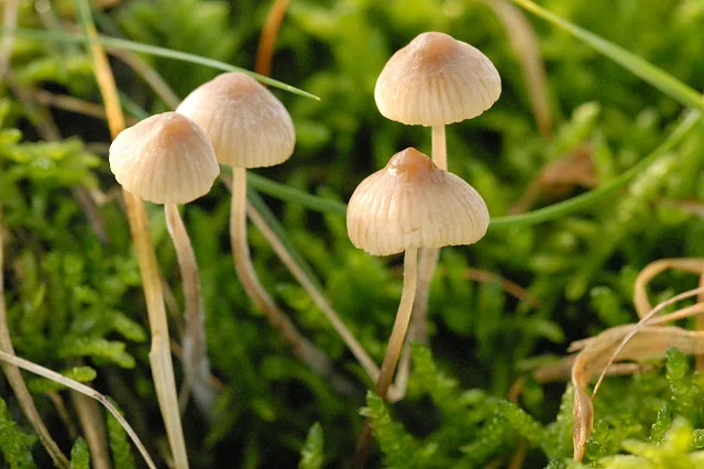 Atheniella flavoalba (Atheniella flavoalba) — photo mycologique