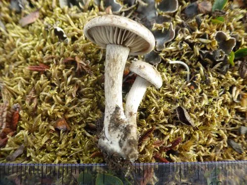 Atractosporocybe polaris (Atractosporocybe polaris) — photo mycologique