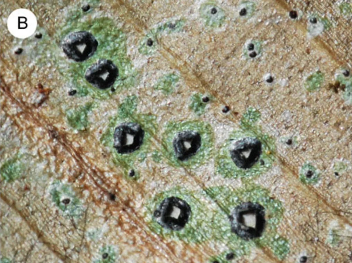 Aulaxina corticola (Aulaxina corticola) — photo mycologique