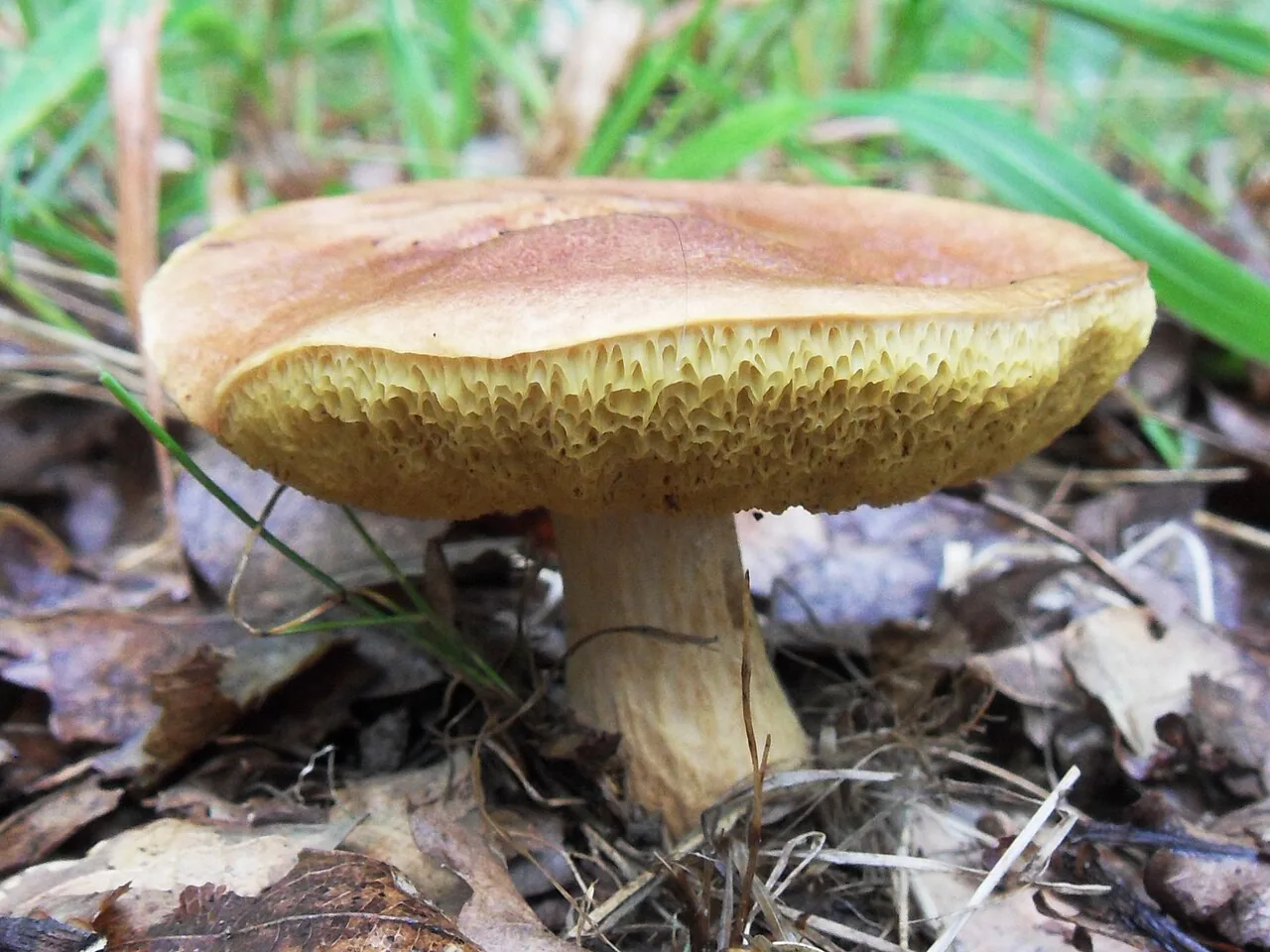 Aureoboletus moravicus (Aureoboletus moravicus) — photo mycologique