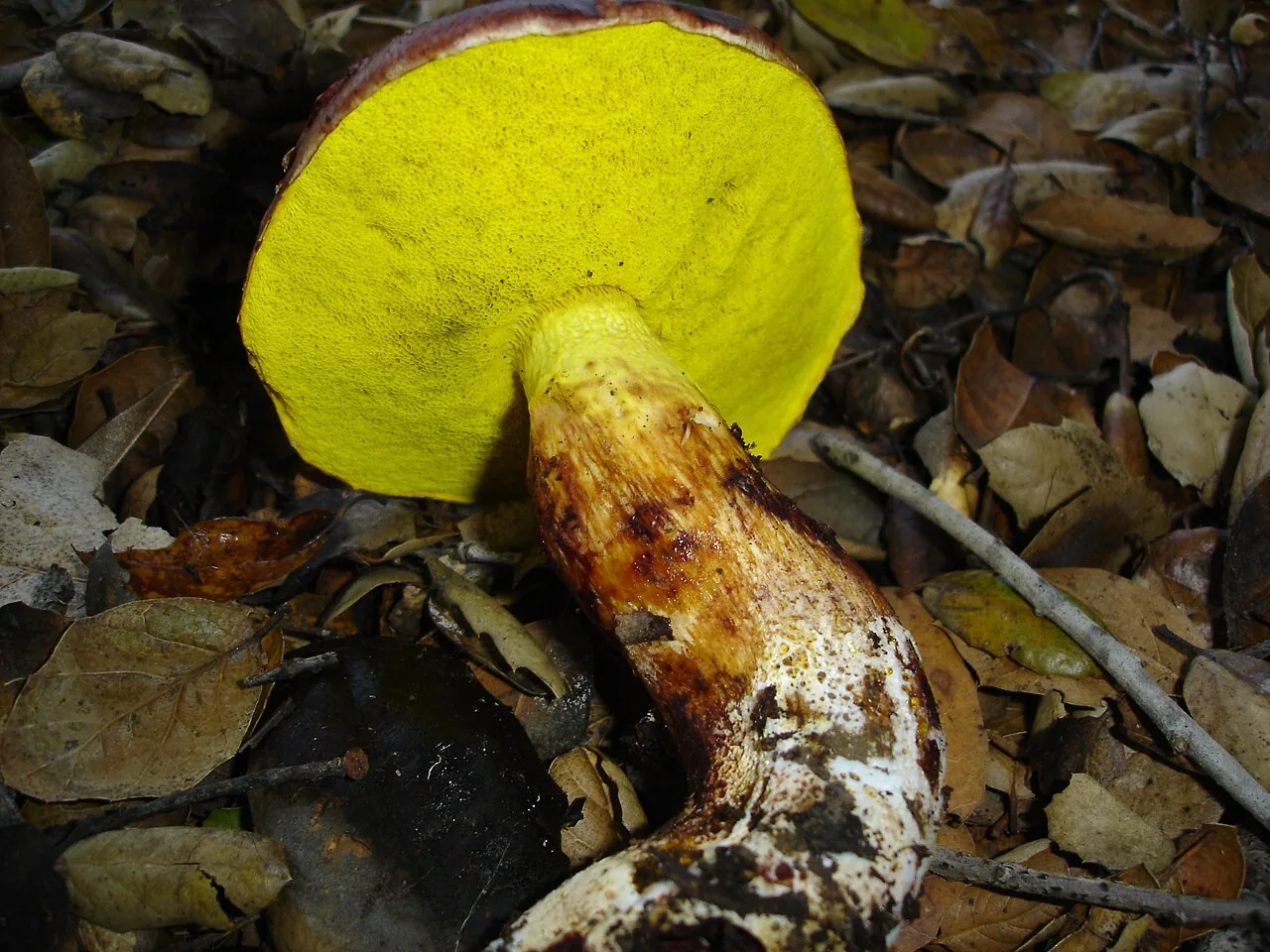 Aureoboletus pseudoauriporus (Aureoboletus pseudoauriporus) — photo mycologique