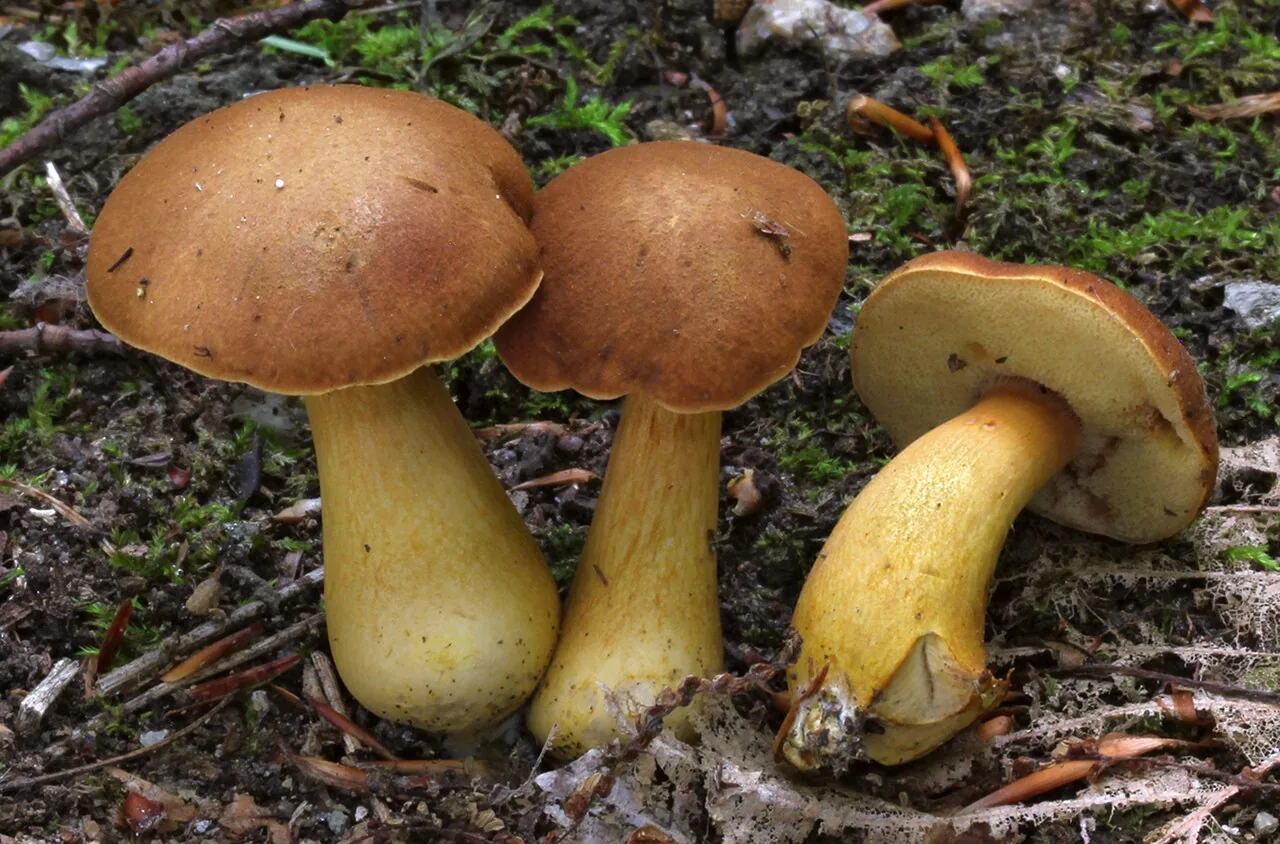 Aureoboletus roxanae (Aureoboletus roxanae) — photo mycologique