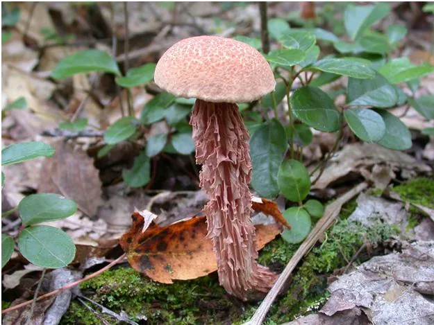 Aureoboletus russellii (Aureoboletus russellii) — photo mycologique