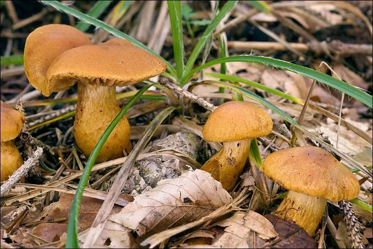 Aureonarius ruficollybianus (Aureonarius ruficollybianus) — photo mycologique