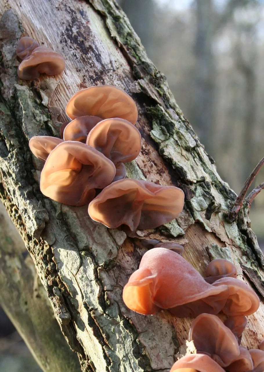 Auricularia auricula-judae (Auricularia auricula-judae) — photo mycologique