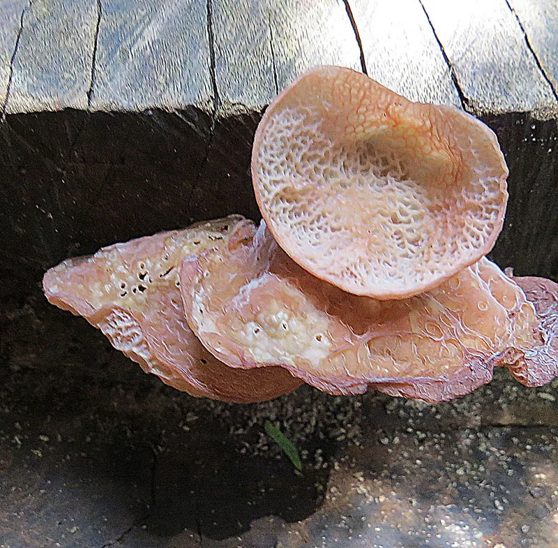 Auricularia delicata (Auricularia delicata) — photo mycologique