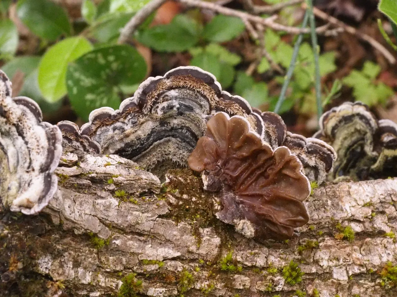 Auricularia mesenterica (Auricularia mesenterica) — photo mycologique