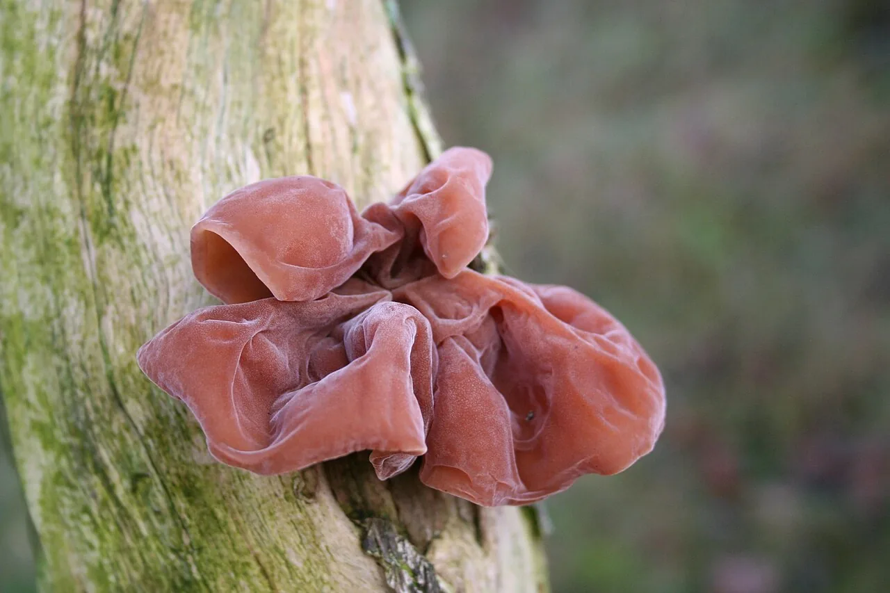 Auricularia scissa (Auricularia scissa) — photo mycologique