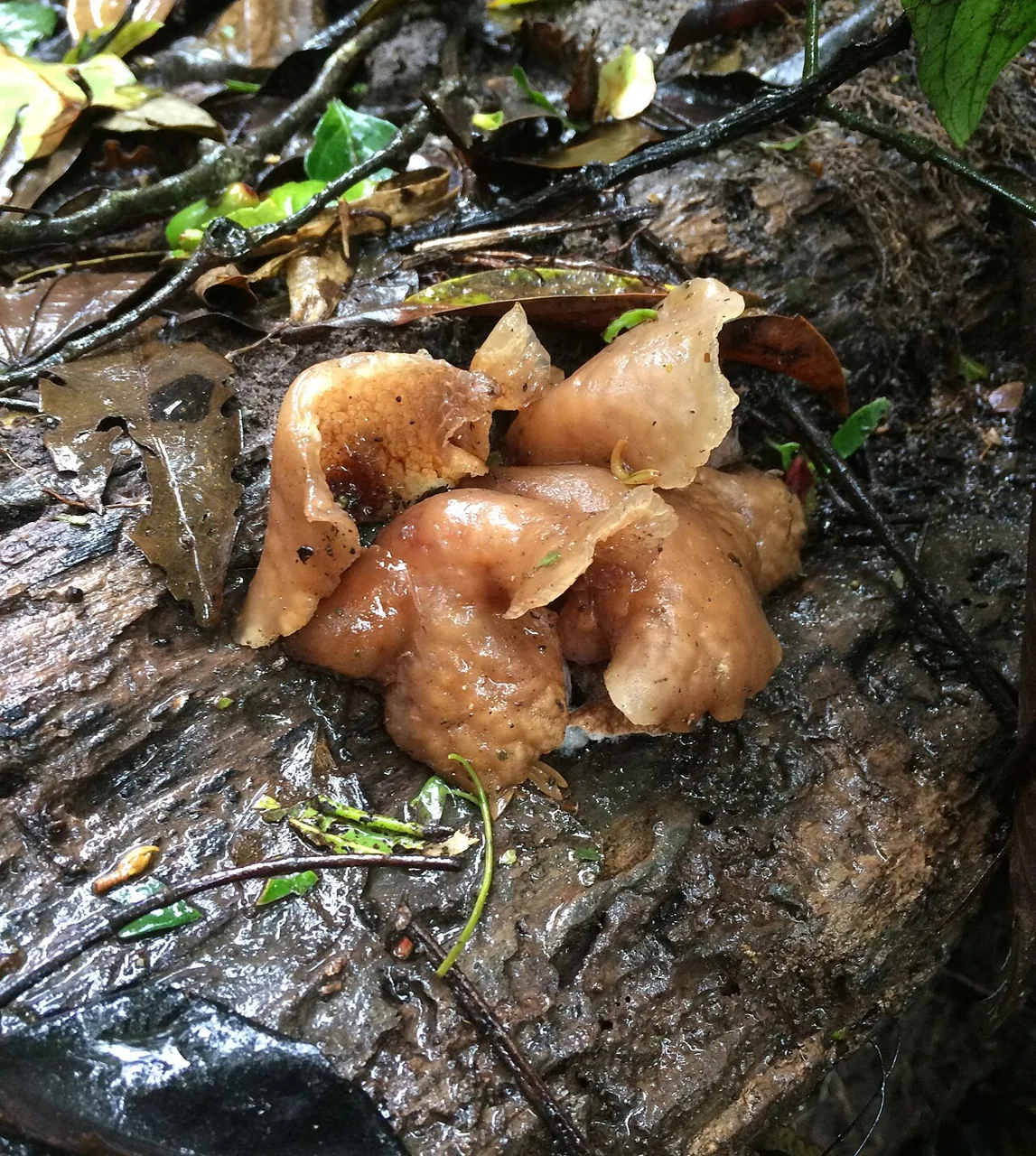 Auricularia subglabra (Auricularia subglabra) — photo mycologique