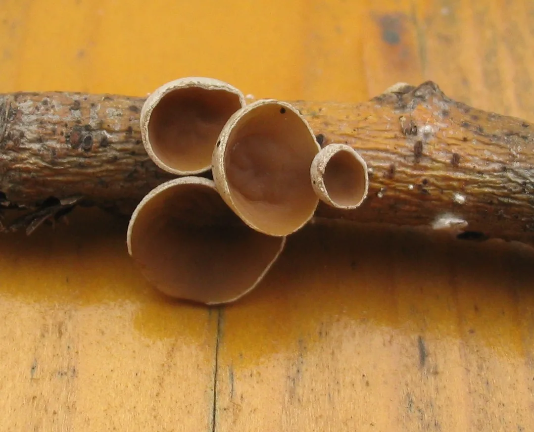 Auriculariopsis patelliformis (Auriculariopsis patelliformis) — photo mycologique