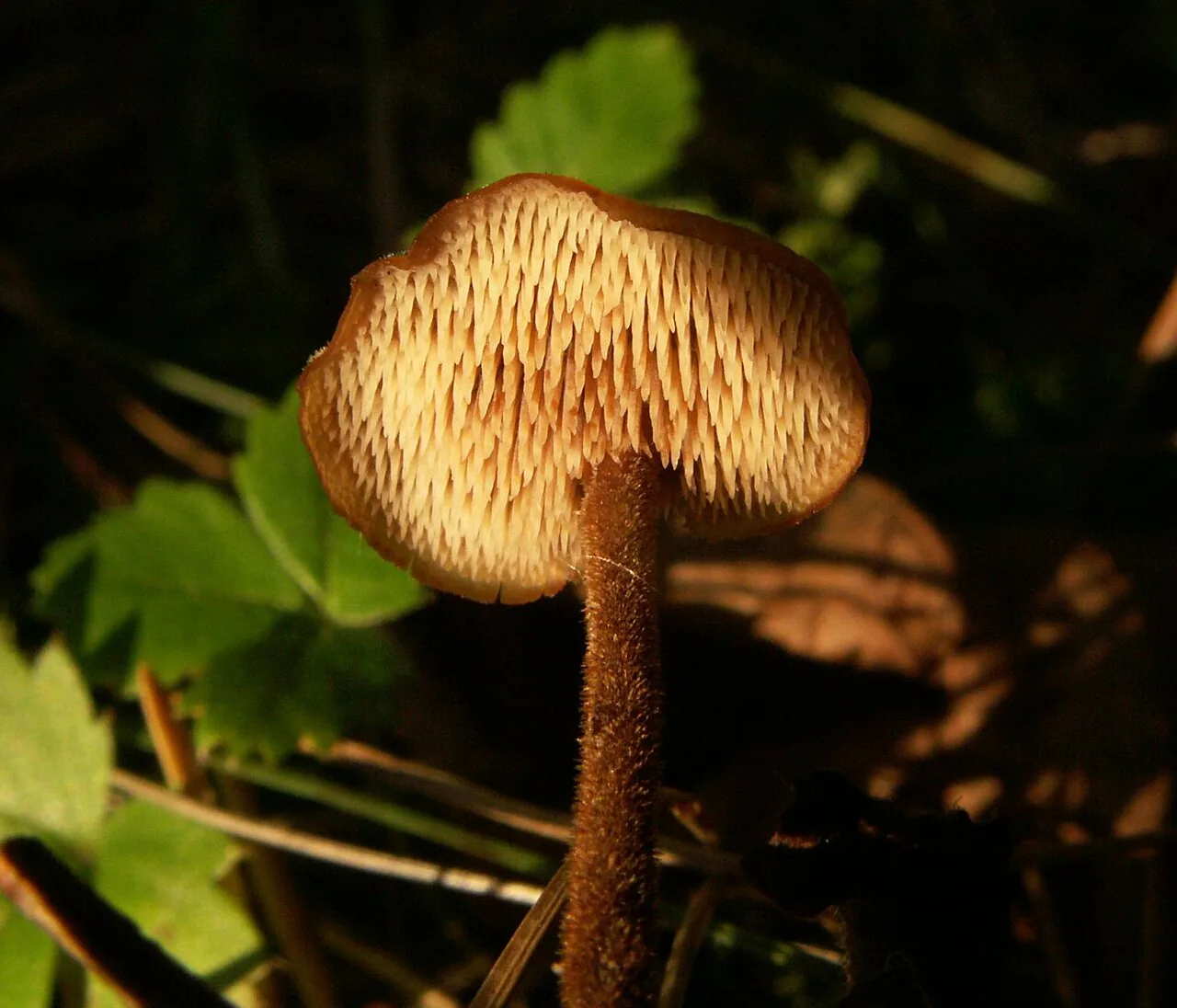 Auriscalpium barbatum (Auriscalpium barbatum) — photo mycologique