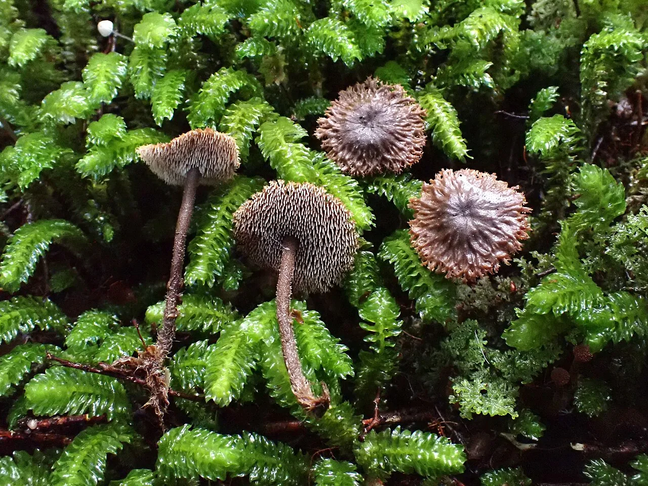 Auriscalpium umbella (Auriscalpium umbella) — photo mycologique