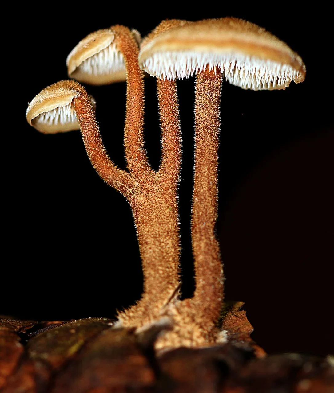Auriscalpium vulgare (Auriscalpium vulgare) — photo mycologique