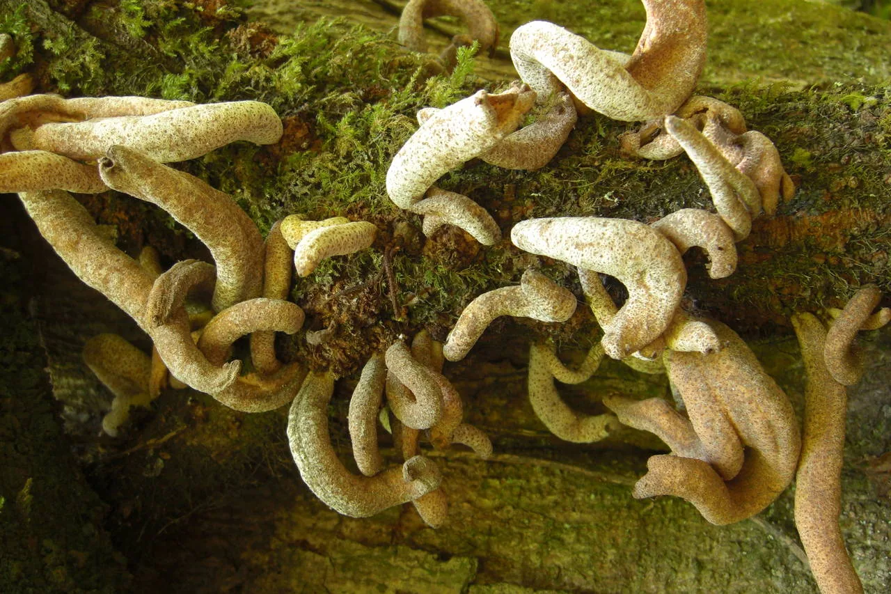Austrobasidium pehueldeni (Austrobasidium pehueldeni) — photo mycologique