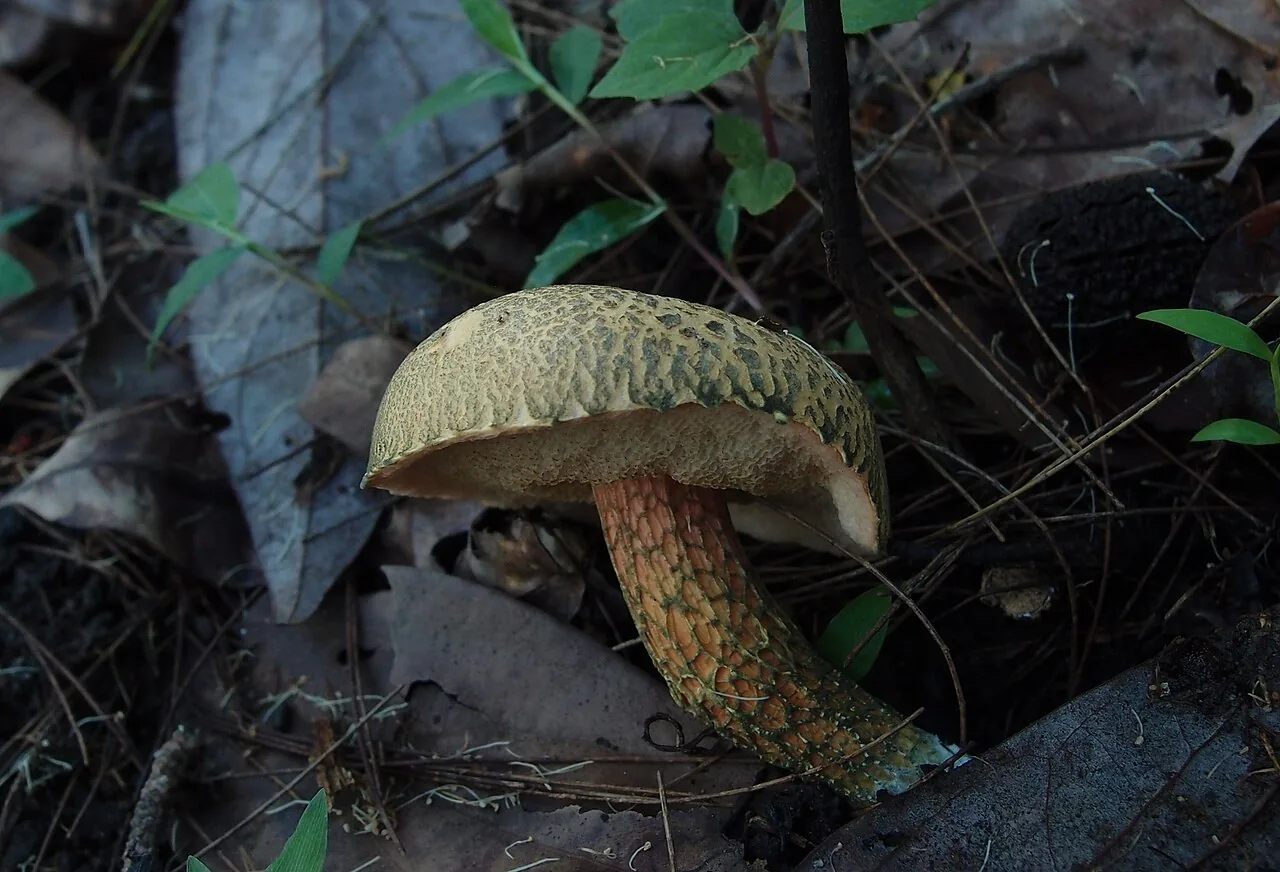 Austroboletus austrovirens (Austroboletus austrovirens) — photo mycologique