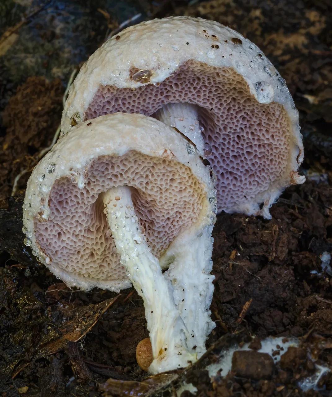 Austroboletus festivus (Austroboletus festivus) — photo mycologique